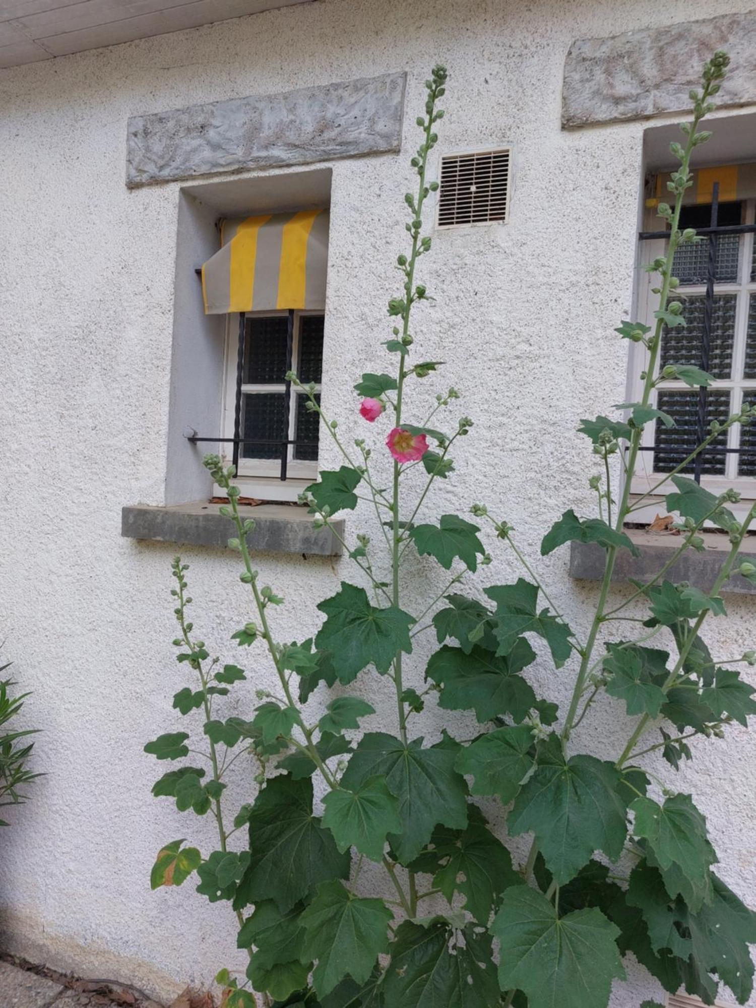 Les Allees Du Chateau Le Mazeau Buitenkant foto